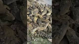 #crocodile  Farm #Artificial Breeding Feeding every day, not enough to eat every day