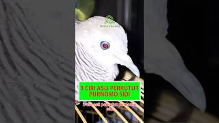 3 Ciri Asli Perkutut Purnomo Sidi #shorts #perkutut #katuranggan #purnamasidi #burungperkutut #birds