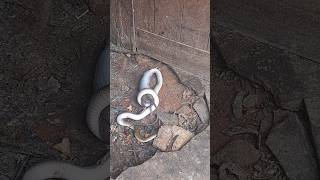 Snake eat Mouse.