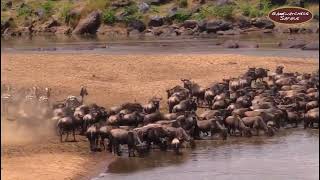 The Great Migration 2023: Nature's Unpredictable Drama Continues