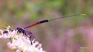 Carrot wasp (Gasteruption jaculator)