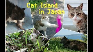 Cat island in Japan  猫神様のいる島『田代島』