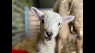 Lambing 2023 - Getting the Barn Ready