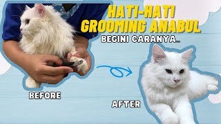 HATI - HATI JANGAN GROOMING KUCINGMU SEBELUM TAHU INI... !!!