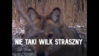 #wilk nie taki straszny