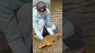 YOUR CARP IF YOU… #like #bassandwhiskers #subscribe #carp #fishing #doall #viralvideo #shorts #fish