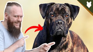 BEST PRODUCTS FOR YOUR CANE CORSO