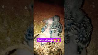 Love bird chick's update 🫣😍 subscribe please 🤩 #anime #music #remix #birds #budgies #lovebird