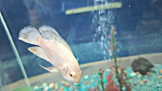 machli Ghar Gaye hum || Aaj pehle kabhi nhi dekha tha esa nazara || fish house #fish #vlog #viral