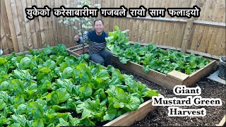 रायो साग | Rayo Saag | Giant Green Mustard | Spring Harvest | Gardening Vlog | NepaliFamilyUK Vlog