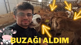 10 TANE 🍼 SÜT BUZAĞISI SATIN ALDIM!!