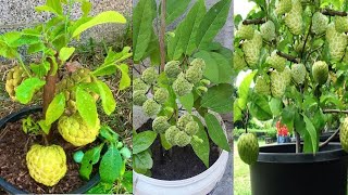 Grafting White Sugar Apple Tree Fast and Successfully 100%