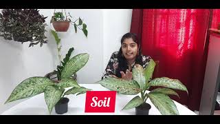 Diffenbachia plant care (malayalam)