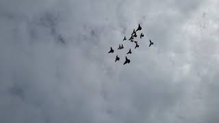 landing pigeons in slow motion