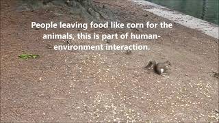 Human-Environment Interaction: Feeding The Birds And Squirrels