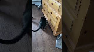 Olivia Loses Her Mouse Under the Dresser