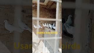 Usama kay birds 89 #whitepigeon #peigonslover #kabootarlovers #kabootarindianhighflayervideo