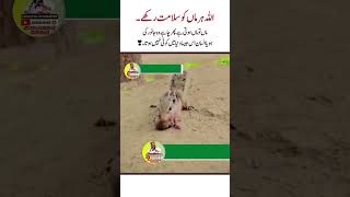 اللہ ہر ماں کو سلامت رکھے اور اس کی حفاظت رکھیں