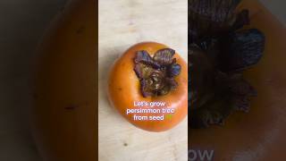 GROW Persimmon Plant From SEED 2024 #shorts #viral #growfromseed #plant #fruit #germinatingseeds