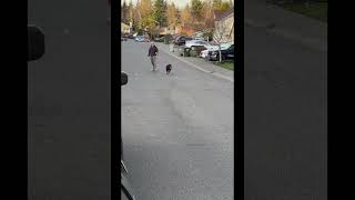 Dog Powered Skateboard