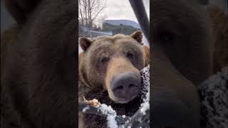 Mr.bear probably living his untaxable life #shorts #bear #animal #docinfo22 #bbc #animalplanet