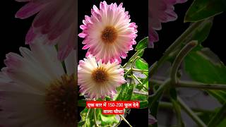 Countless flowering on this plant #shorts #ytshorts #gardeningshorts #guldaudi