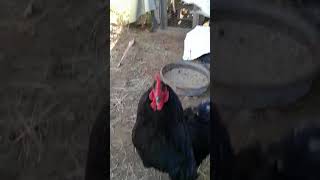 Luke the Rescued Rooster Is Cute But Mean!