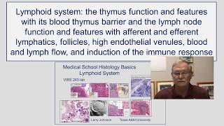 Lymphoidal System-Thymus and Lymph Node Functions and Features