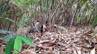 Trapping Red Jungle Fowl (Khmer)