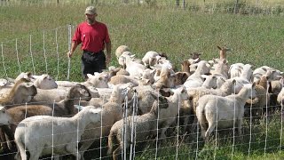 Soil Health, A Montana Perspective - High Stock Density Grazing