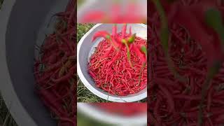 Preserving red chillies🌶️🌶️ #preserve #howto #chilli #viralshort