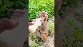 Dudu piyenge hum to 🍼🍼🍼🐵🐵🐵#bandar #monkeyvideo #monkey 0610