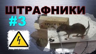 #03. Охота на крыс с ловушкой “HWRAT-ZEVS“. Штрафники