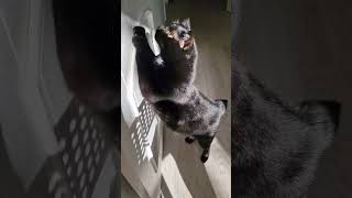 мелодия от котика 🐈‍⬛🎵