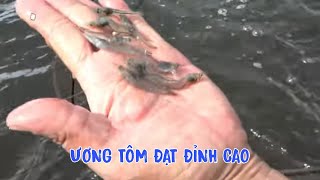 Cách chăm sóc tôm ương đạt hiệu quả