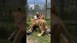 Lion Cub Love!