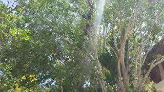 Blue Hole - 3 teens dive from trees