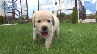 Мальчик c Голубой лентой 6 недель | Щенки лабрадора / Labrador puppies