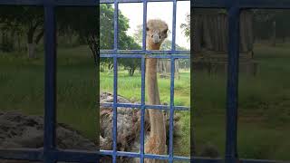 Ostrich Asking For Food #wonderful #birds #ostrich #amazing #food #communication #shorts