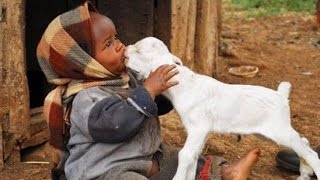 Cute Animals Videos /  Cute Baby Animals Video Compilation