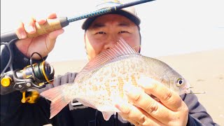 CHEAP ROD SET UP for California Surf Redtail Perch Fishing (Surprising!) PART 1