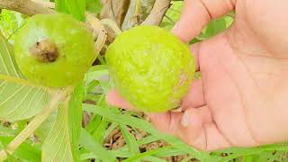 guava fruit in my garden | guava growthing and guava plant