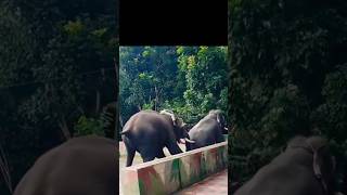 Survival of the FITTEST ! Brutal Elephant Attack 😱😳😩