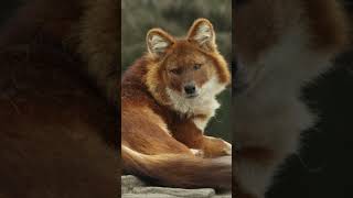 DHOLE #shorts #animals #shortsyoutube #animais #fatos #shortvideo #youtubeshorts #shortsfeed #short