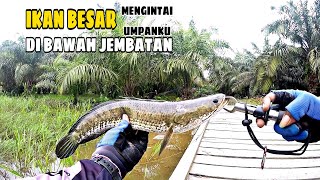 TERNYATA IKAN BESAR ADA DI BAWAH JEMBATAN INI II CASTING GABUS DI KEBUN SAWIT KALIMANTAN