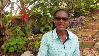 Orchid, Anthurium & Bromeliad Rock Garden in Jamaica