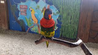 Rainbow Lorikeets Sound