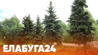 Новости Елабуги от 19 июня 2024