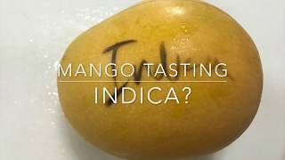 Mango Tasting - "Indica" Mango grown in Miami