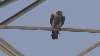 Raptorwatching : Peregrine falcon with kill, part II